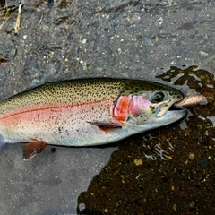 ニジマスの釣果