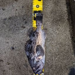 タケノコメバル