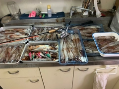 ヤリイカの釣果