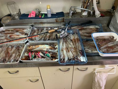 ヤリイカの釣果