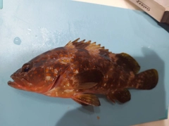 キジハタの釣果