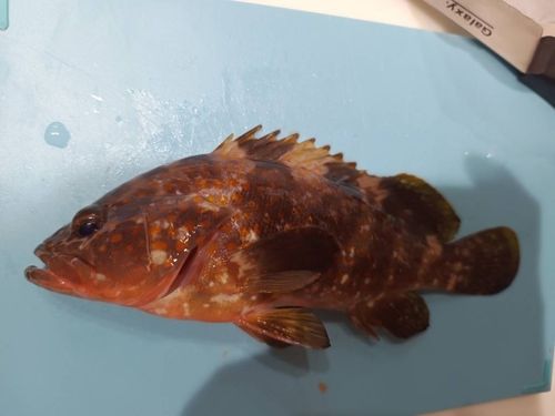 キジハタの釣果