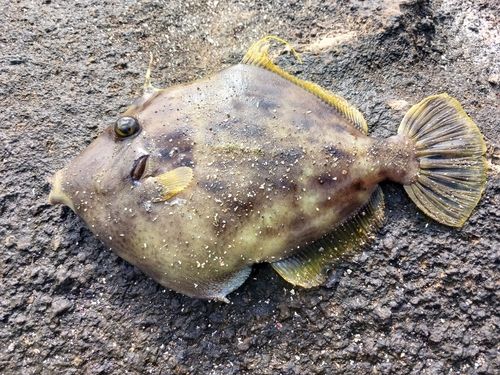 カワハギの釣果