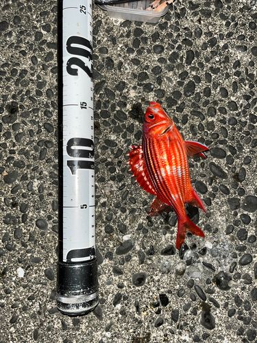 テリエビスの釣果