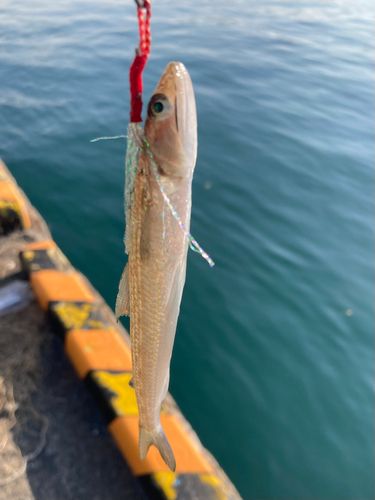 エソの釣果