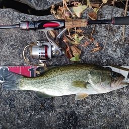 ラージマウスバス