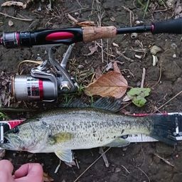 ラージマウスバス