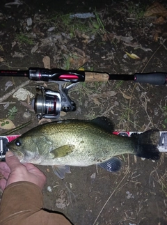 ラージマウスバスの釣果