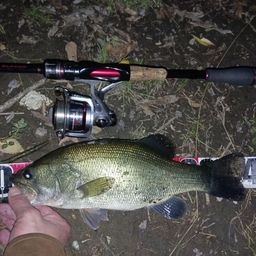 ラージマウスバス