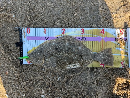 ヒラメの釣果