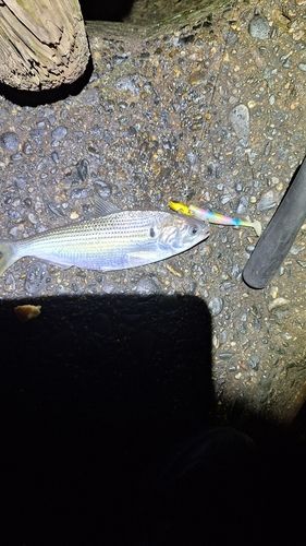 ディズニーリゾート付近