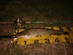 ニホンナマズの釣果