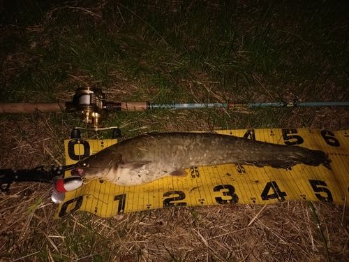 ニホンナマズの釣果