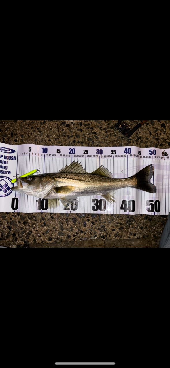 APIA グランデージ スタンダード C88Mの最安値・インプレ・釣果 | 本音