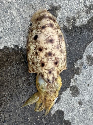 コウイカの釣果