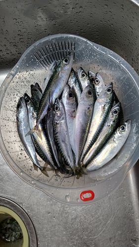 サバの釣果