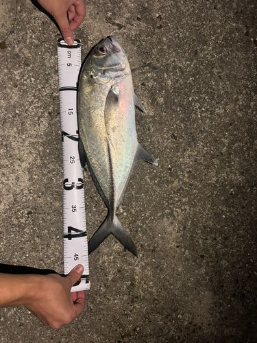 ギンガメアジの釣果