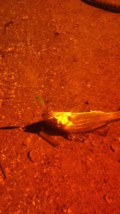 セイゴ（ヒラスズキ）の釣果