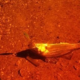 セイゴ（ヒラスズキ）