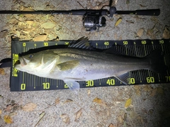 シーバスの釣果