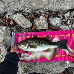 ラージマウスバス