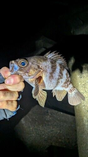 シロメバルの釣果