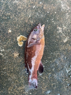 コブダイの釣果