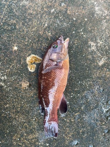 神戸空港親水護岸