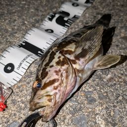 タケノコメバル