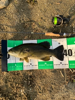 スモールマウスバスの釣果