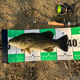 スモールマウスバス