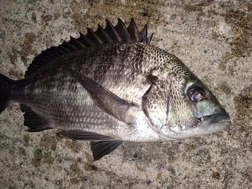 クロダイの釣果