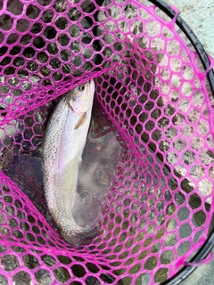 ニジマスの釣果