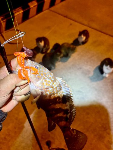 キジハタの釣果