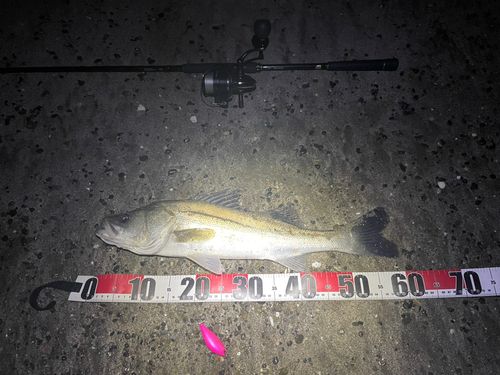 シーバスの釣果