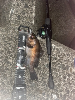 シロメバルの釣果