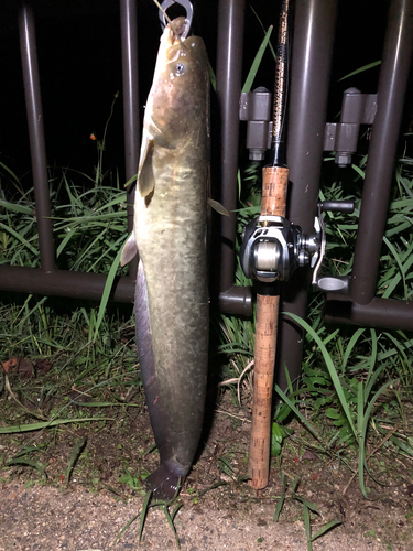 マナマズの釣果