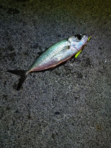 メアジの釣果