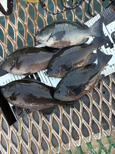 磯子海づり施設