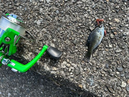 ブルーギルの釣果