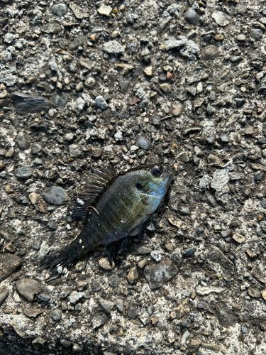 ブルーギルの釣果