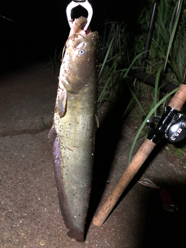 マナマズの釣果