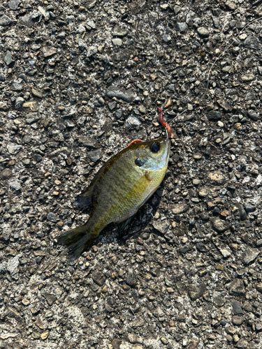 ブルーギルの釣果