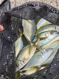シマアジの釣果