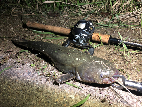 マナマズの釣果