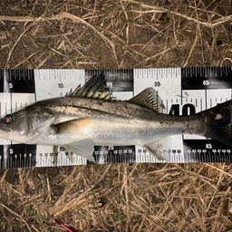 セイゴ（マルスズキ）