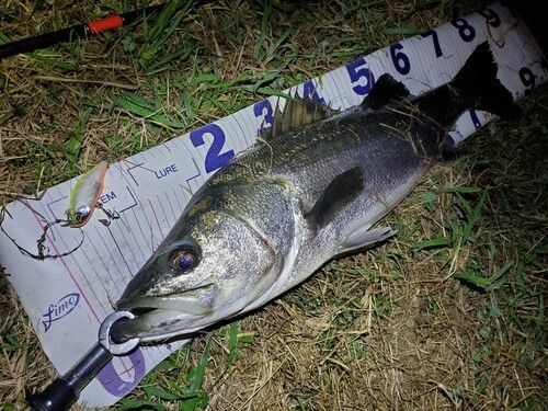 シーバスの釣果