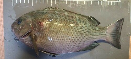 クチブトグレの釣果