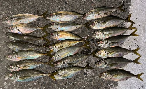 アジの釣果