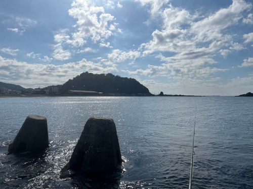 ニシキベラの釣果